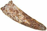 Fossil Spinosaurus Tooth - Real Dinosaur Tooth #311818-1